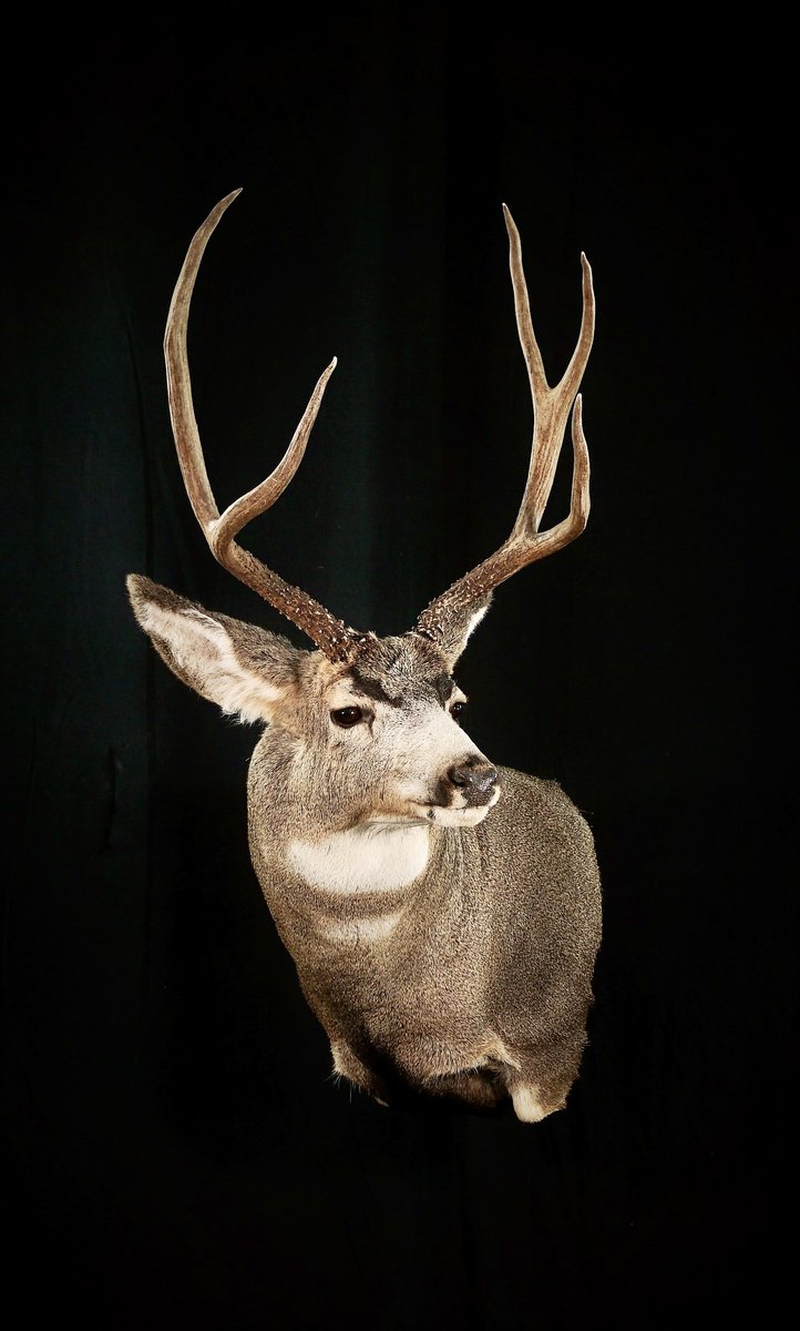 Mule Deer Wall Pedestal
