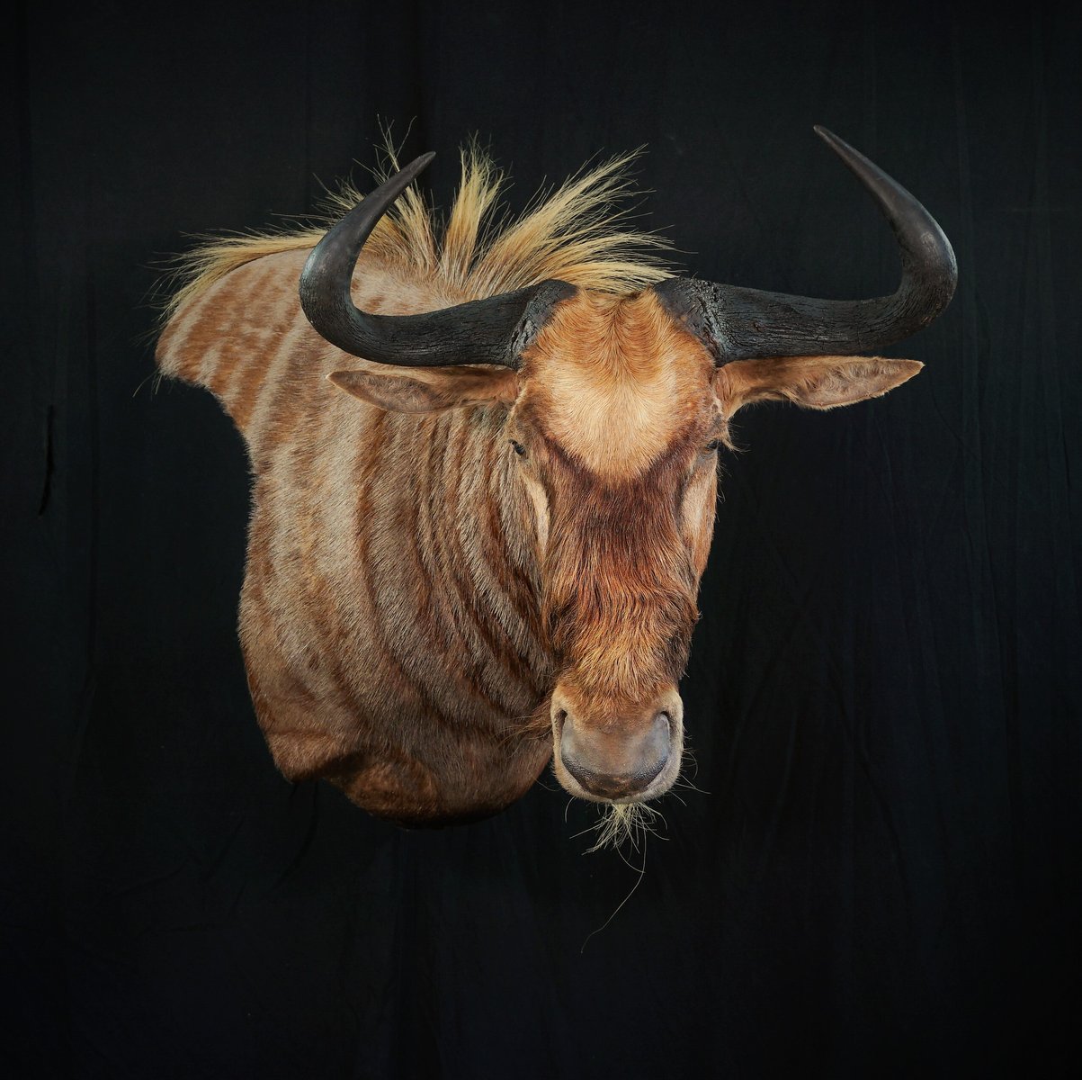 Golden Wildebeest Wall Pedestal