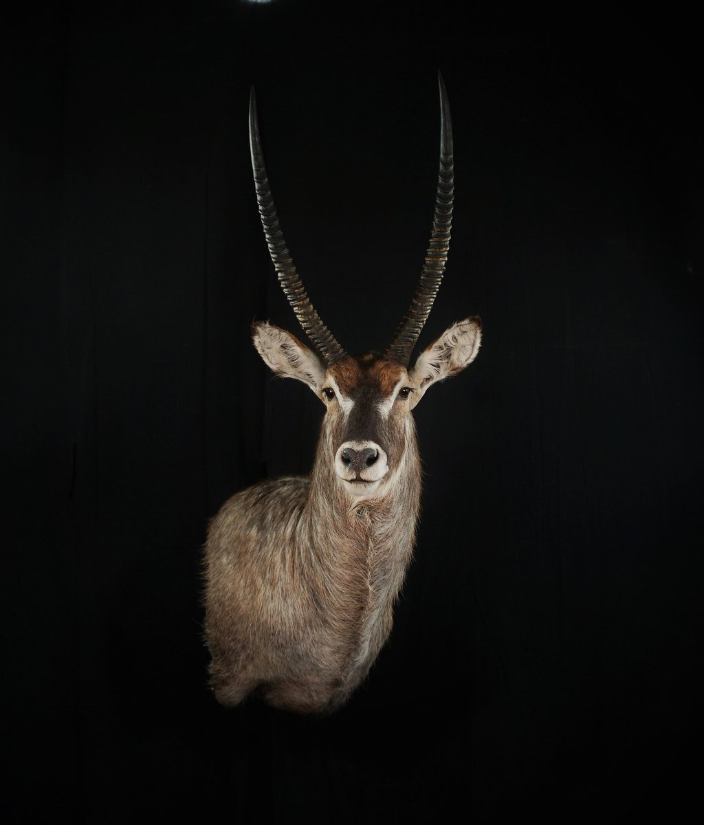 Water Buck