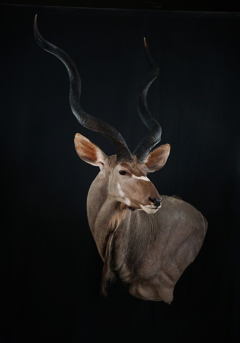 Kudu Wall Pedestal