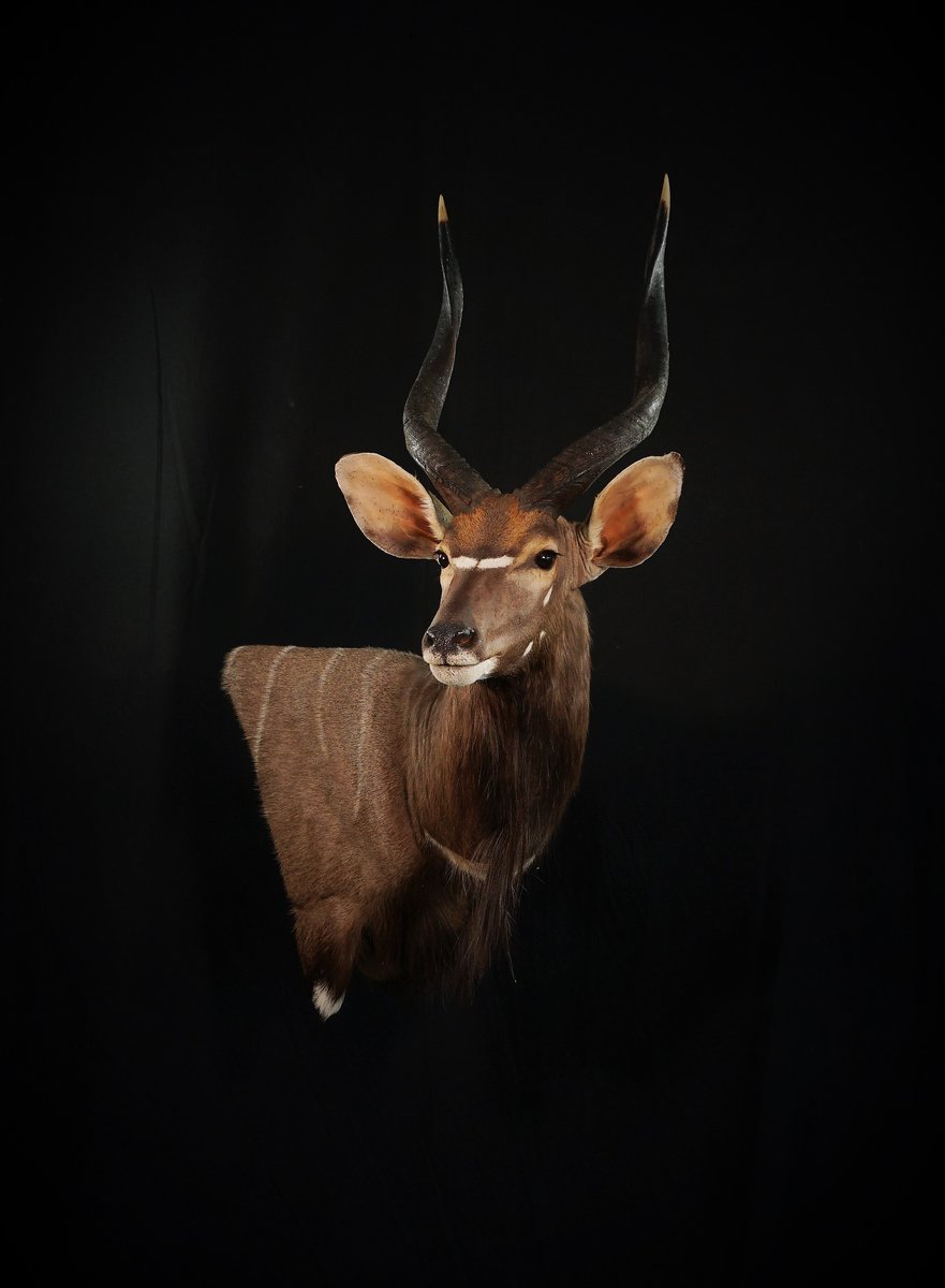 Nyala Wall Pedestal