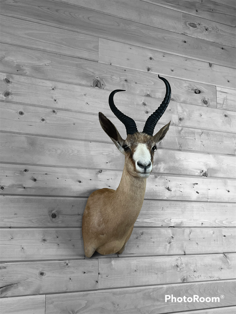 Copper Springbok