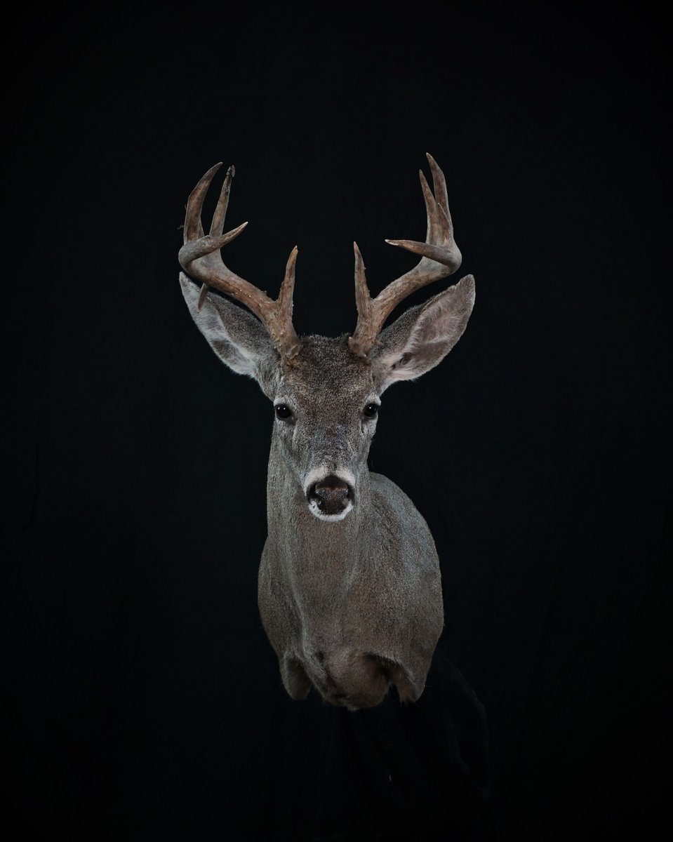 Coues Deer Shoulder Mount