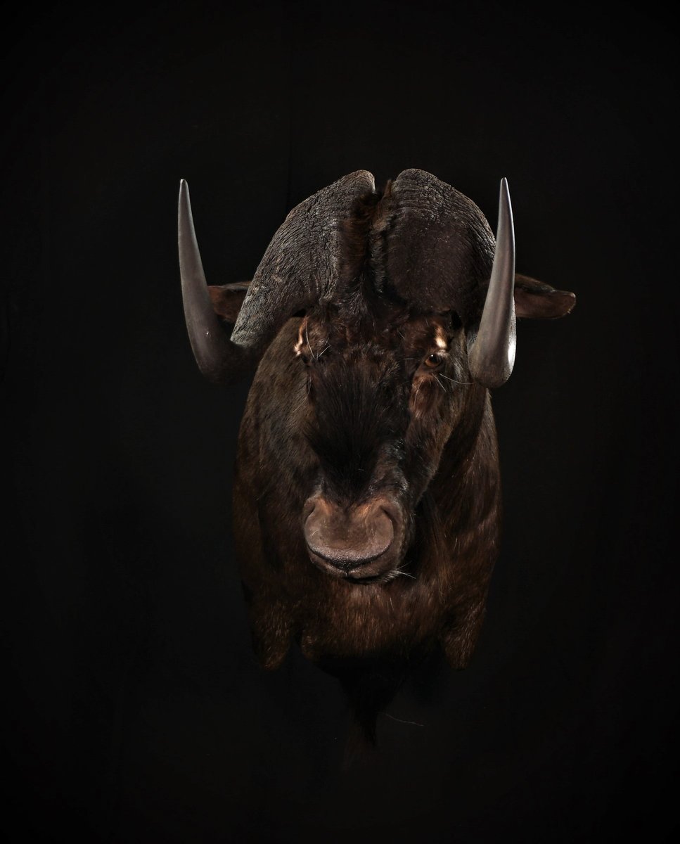 Black Wildebeest Shoulder Mount