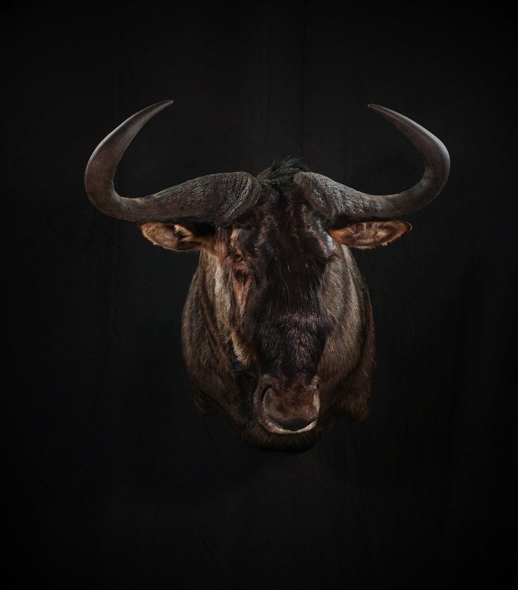 Blue Wildebeest Shoulder Mount