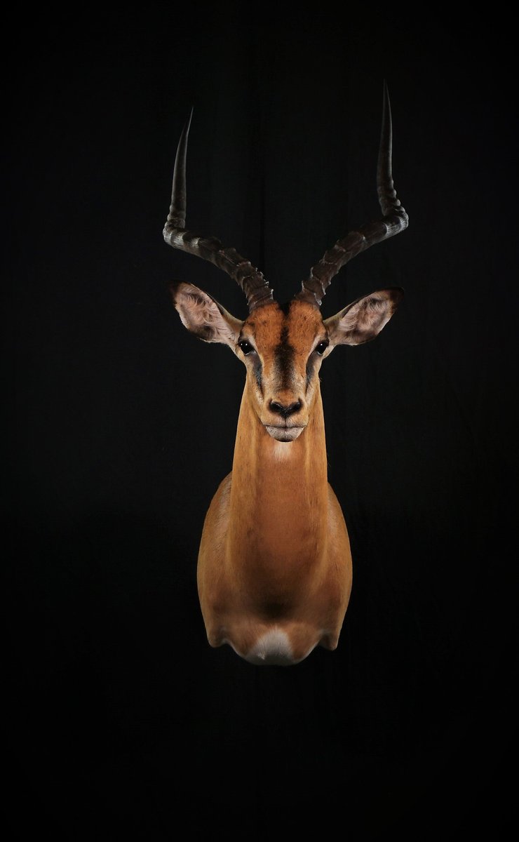 Impala Shoulder Mount