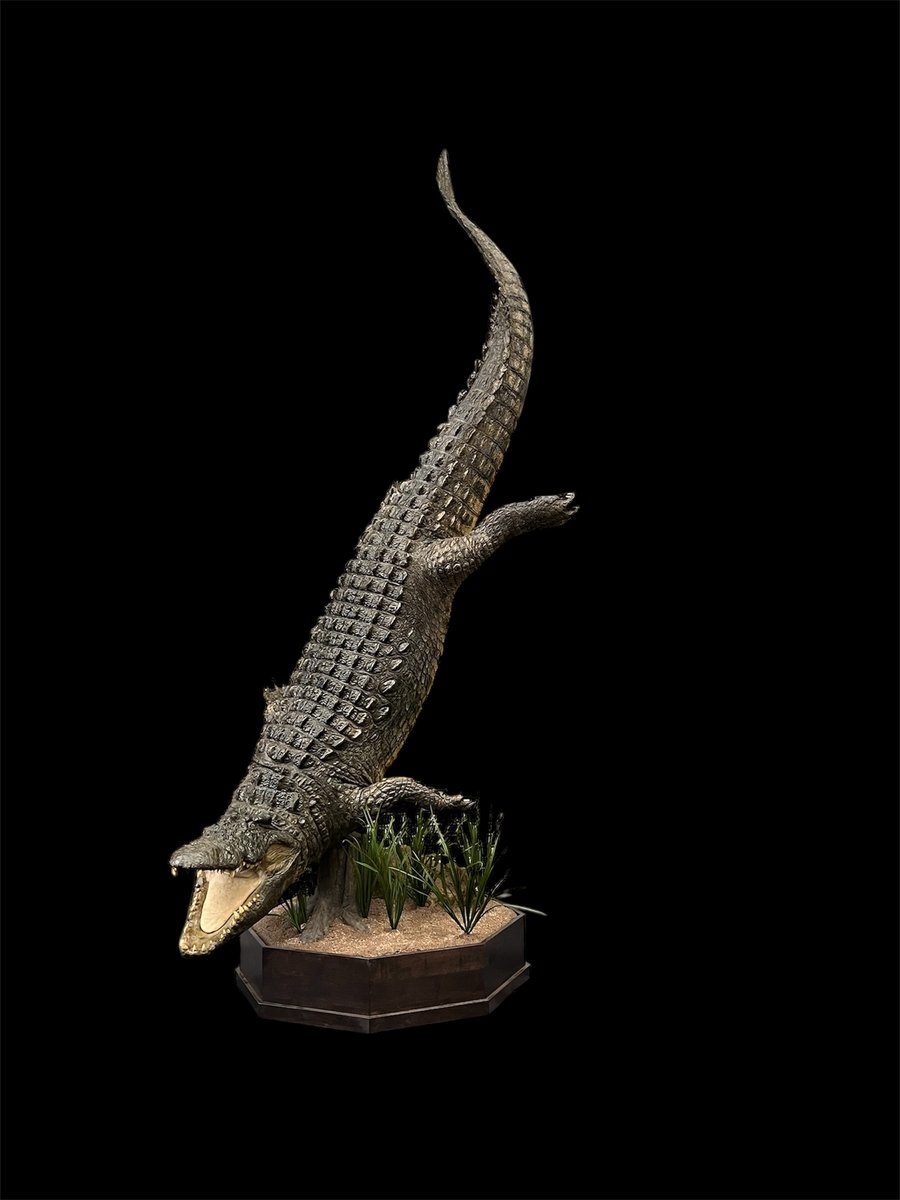 Crocodile 1