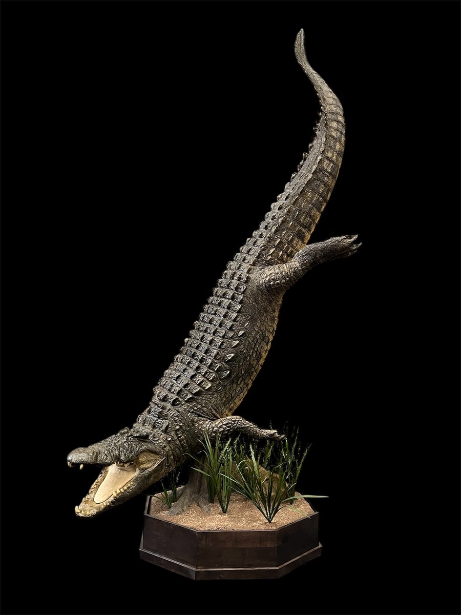 Crocodile