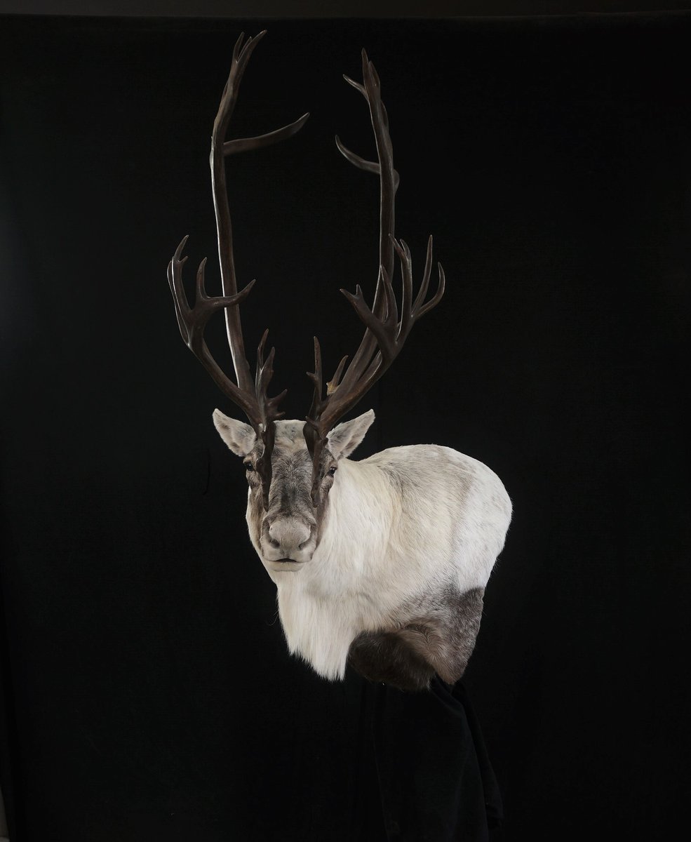 Caribou wall pedestal