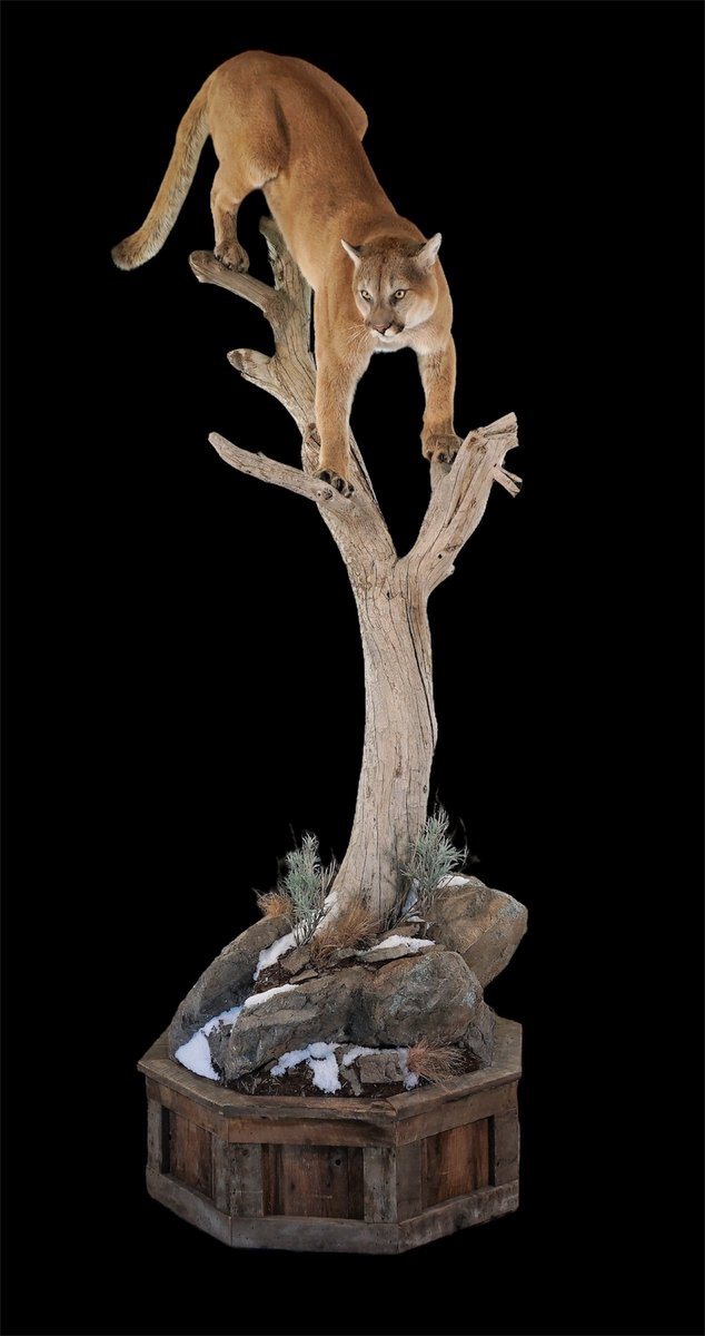 Mountain Lion Life Size
