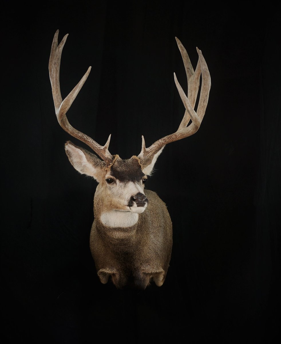 Mule Deer Shoulder Mount