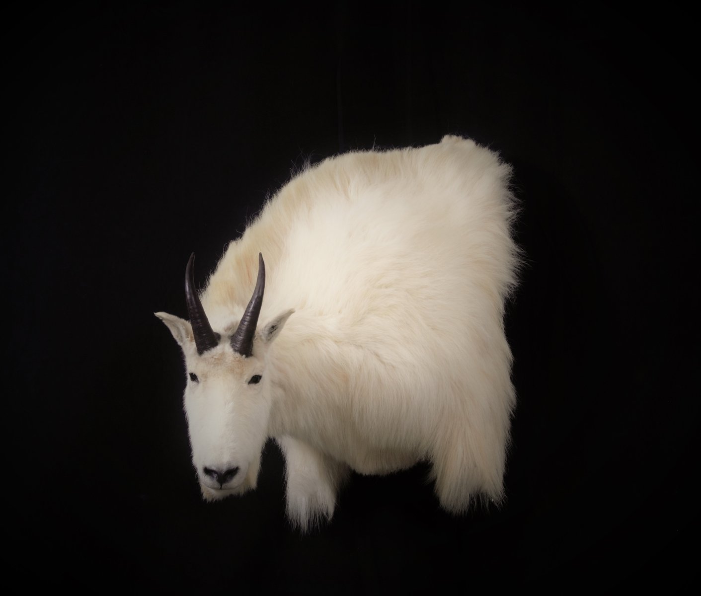 Mountain Goat Wall Pedestal
