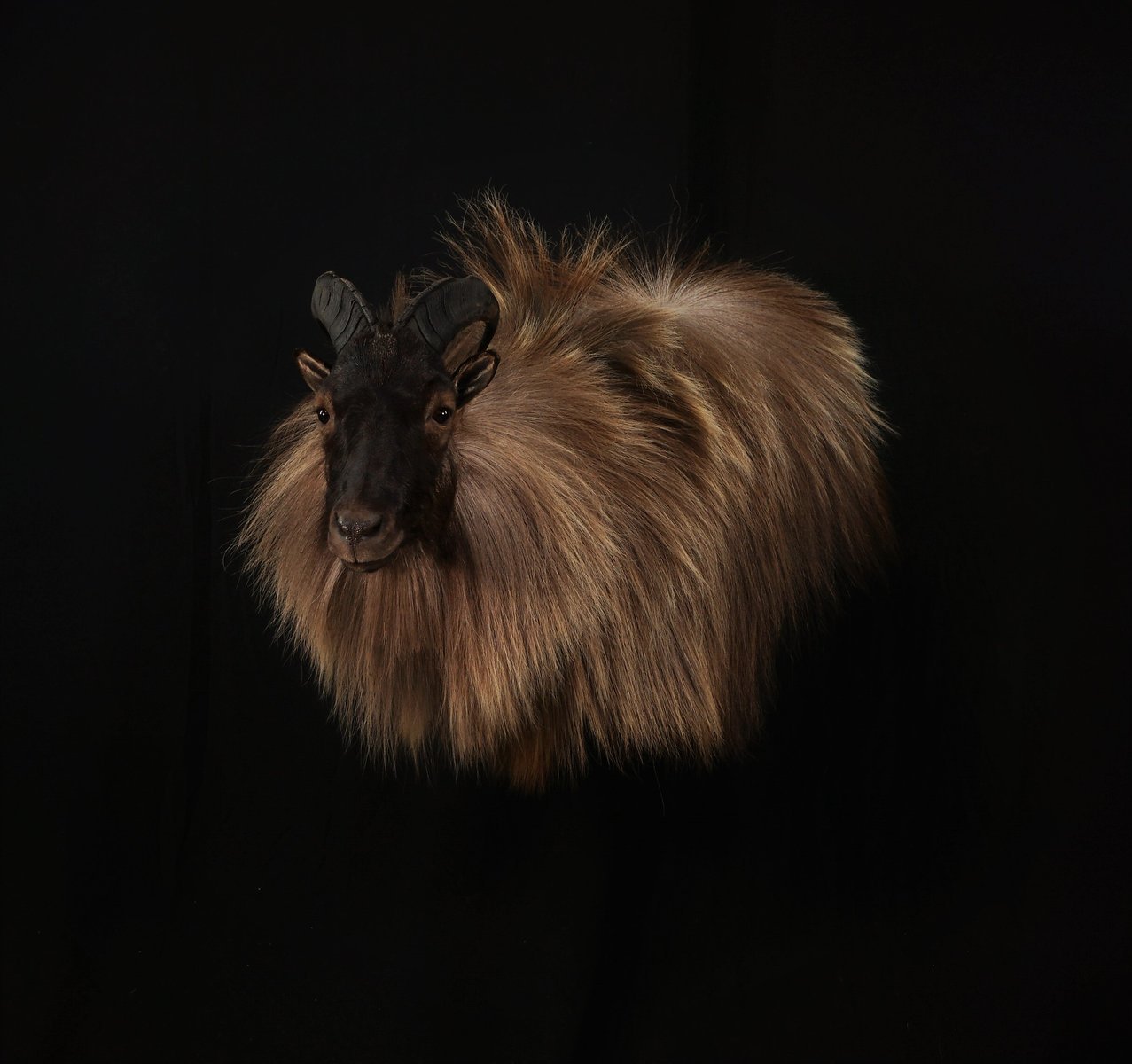 Tahr Wall Pedestal