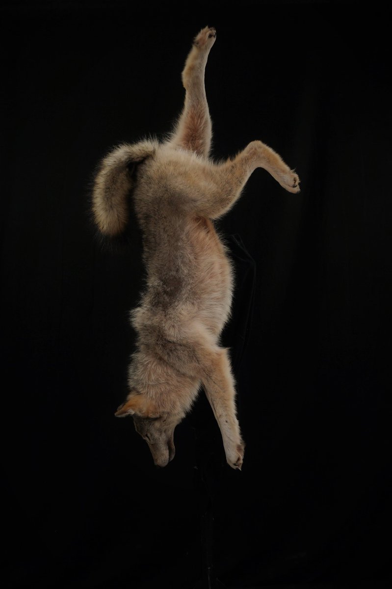 Dead Mount Wolf