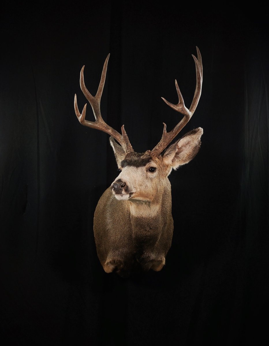 Mule Deer Shoulder Mount