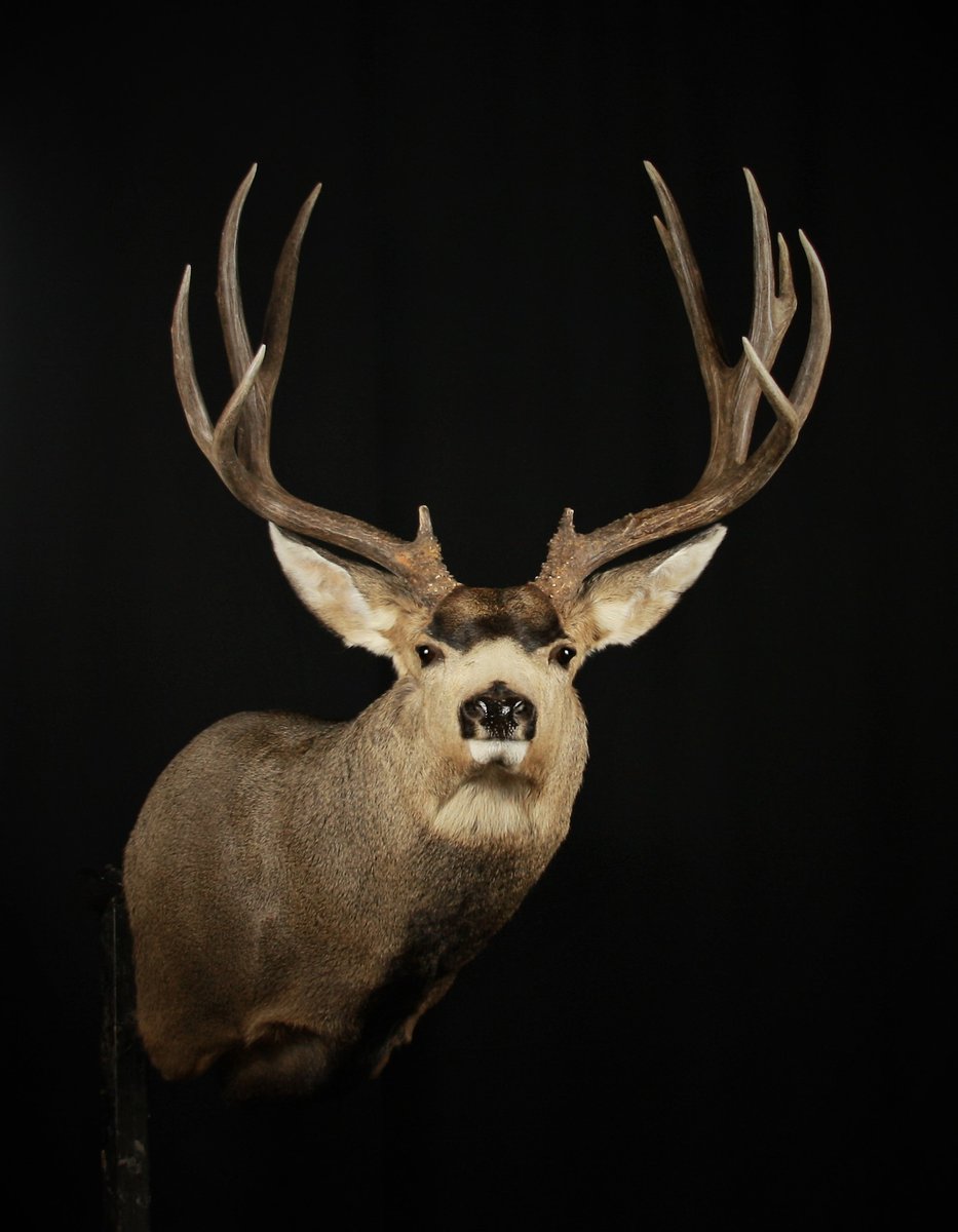 Mule Deer Shoulder Mount