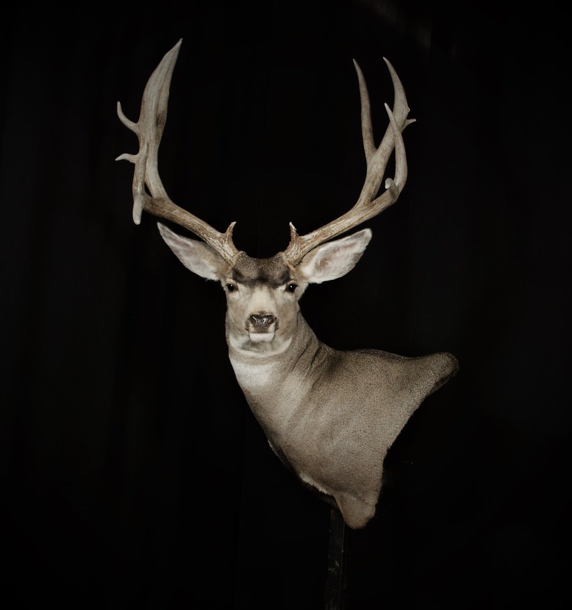Mule Deer Wall Pedestal Left Turn