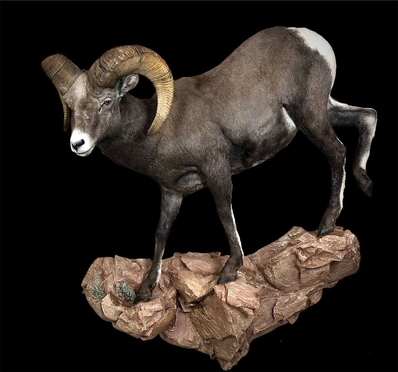 Life Size Desert Sheep