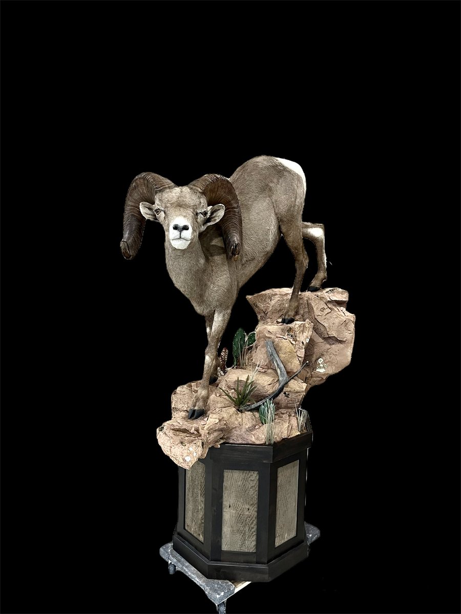 Life Size Desert Sheep