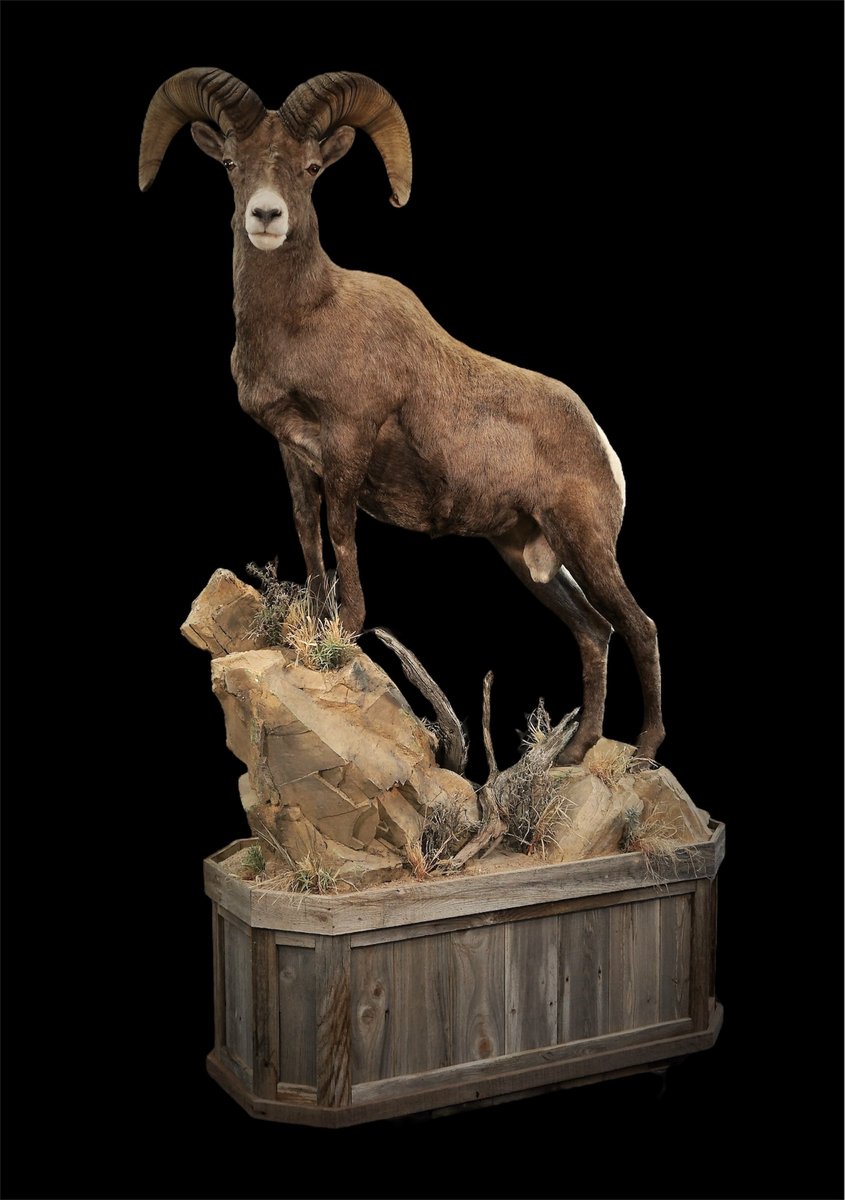 Life Size Desert Sheep