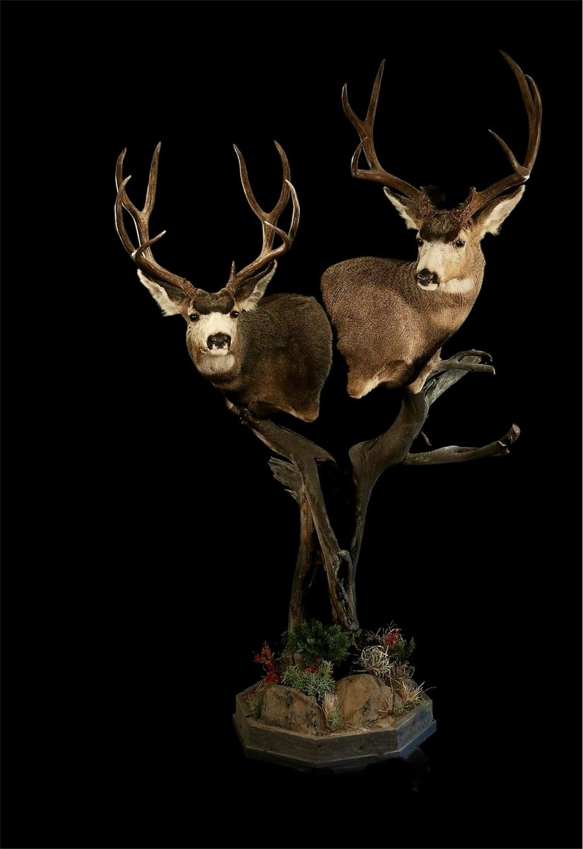 Mule Deer Pedestal