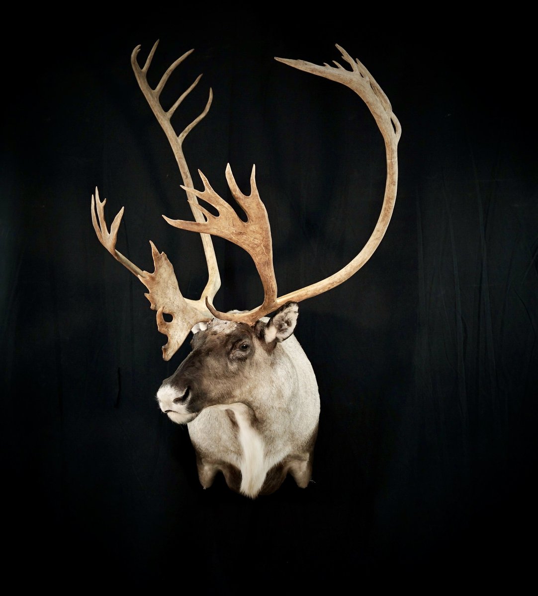 Caribou Shoulder Mount