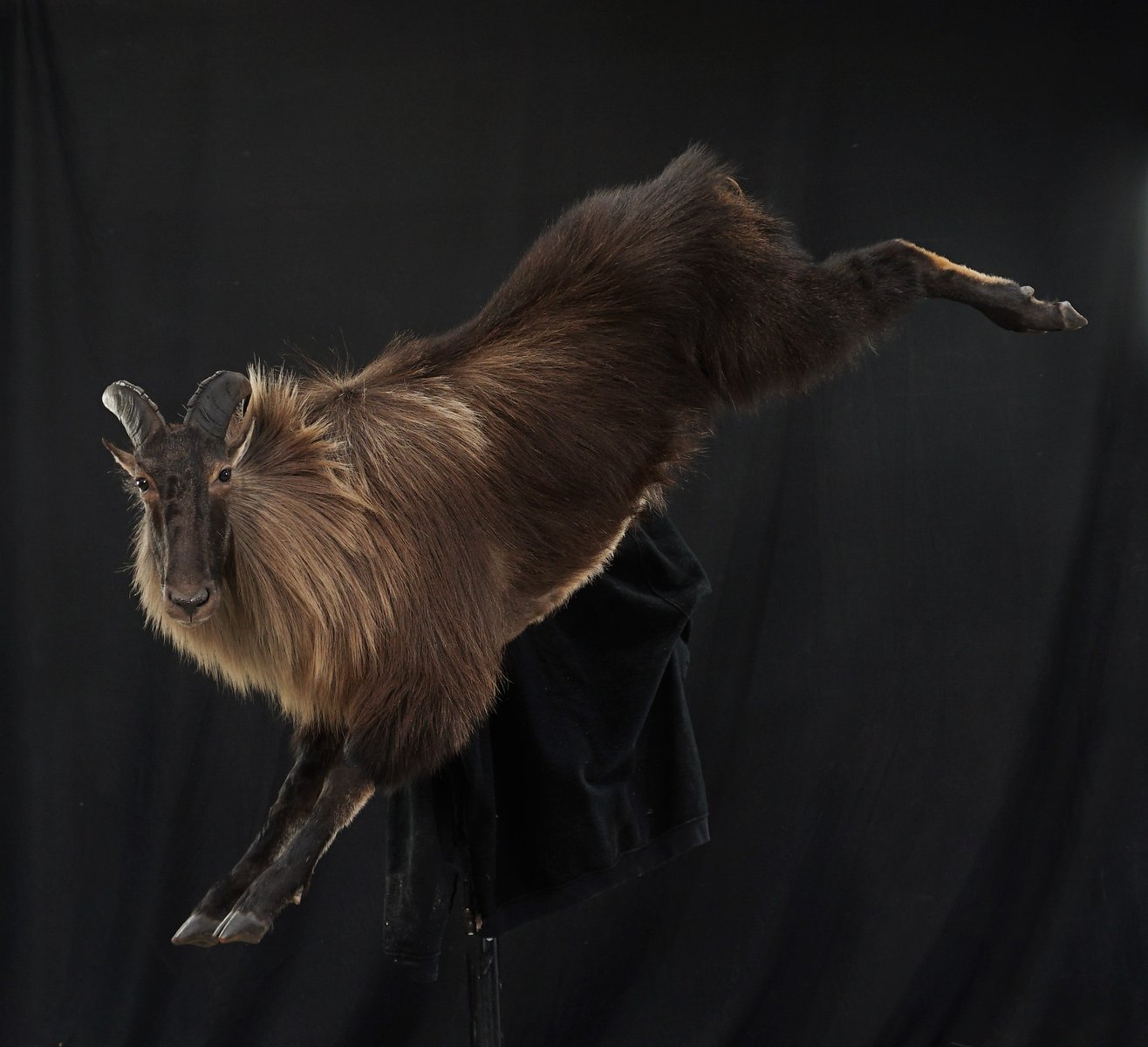 Tahr Life Size Leaping