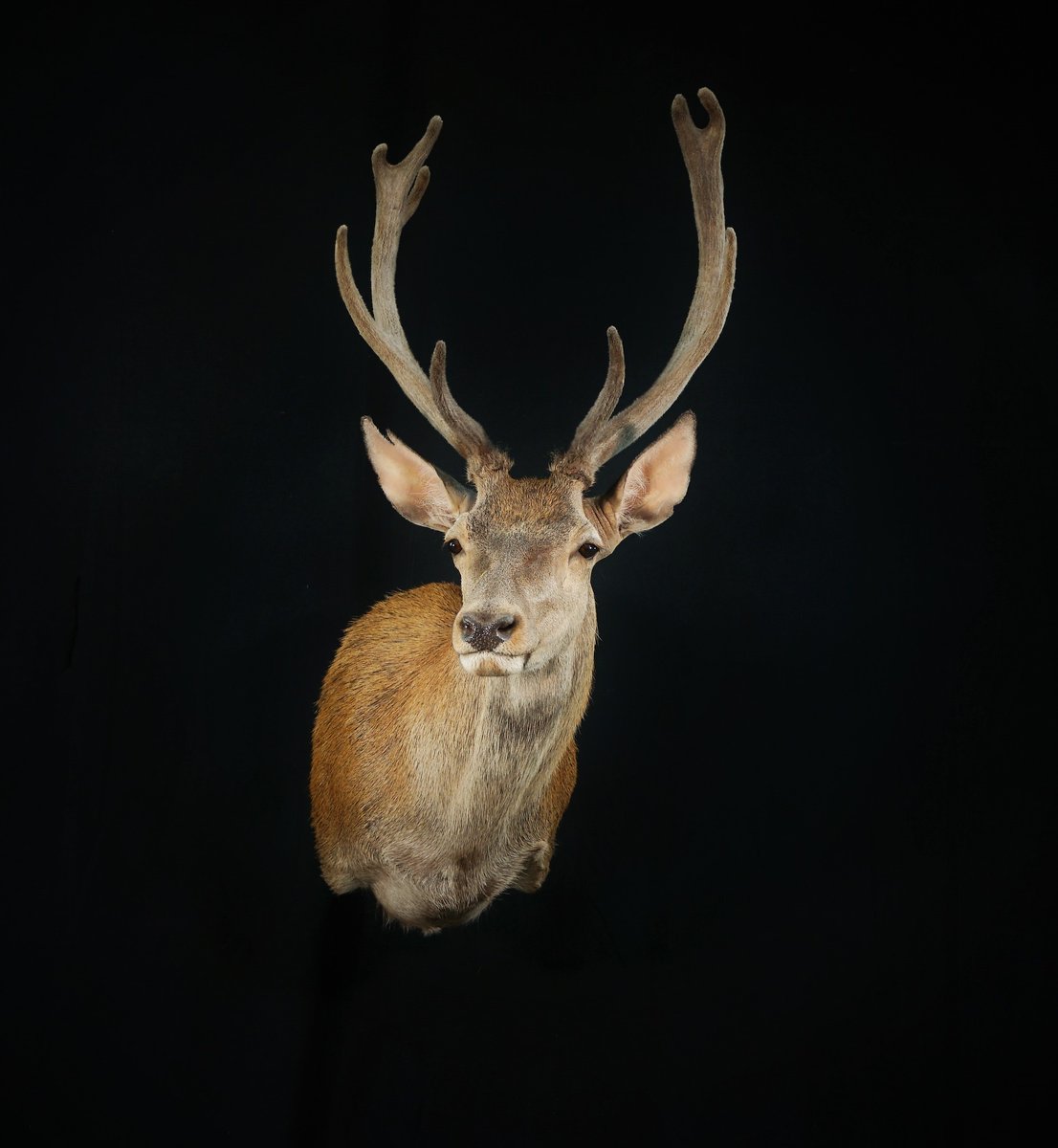 Red Stag Shoulder Mount