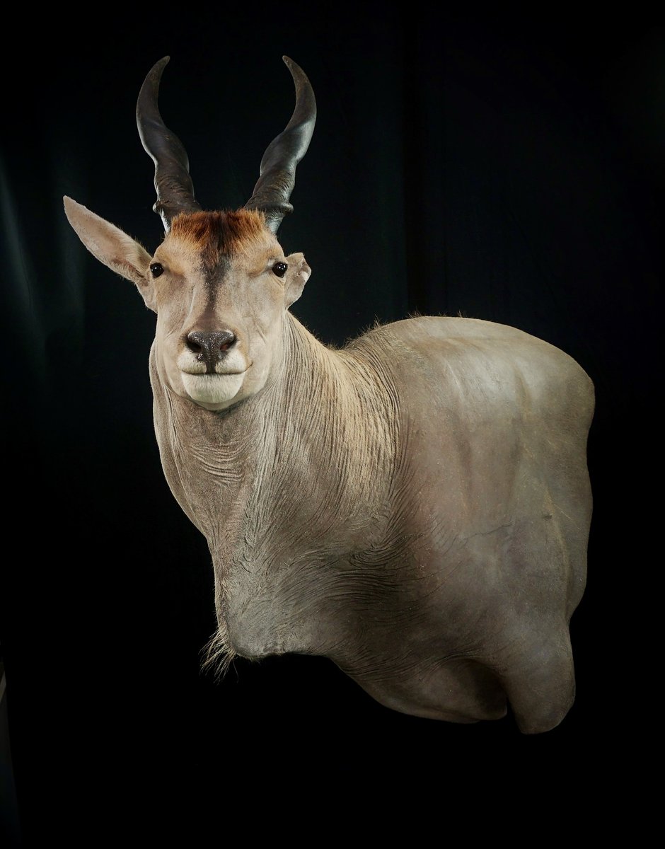Eland Wall Pedestal
