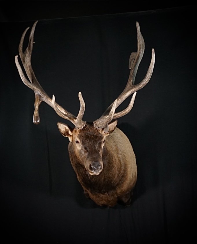 Elk Shoulder Mount