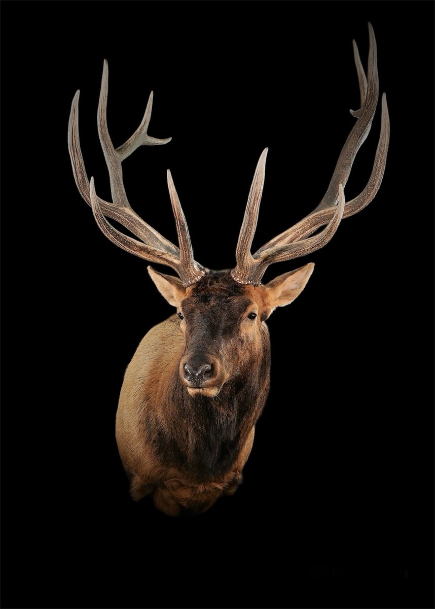 Elk Shoulder Mount