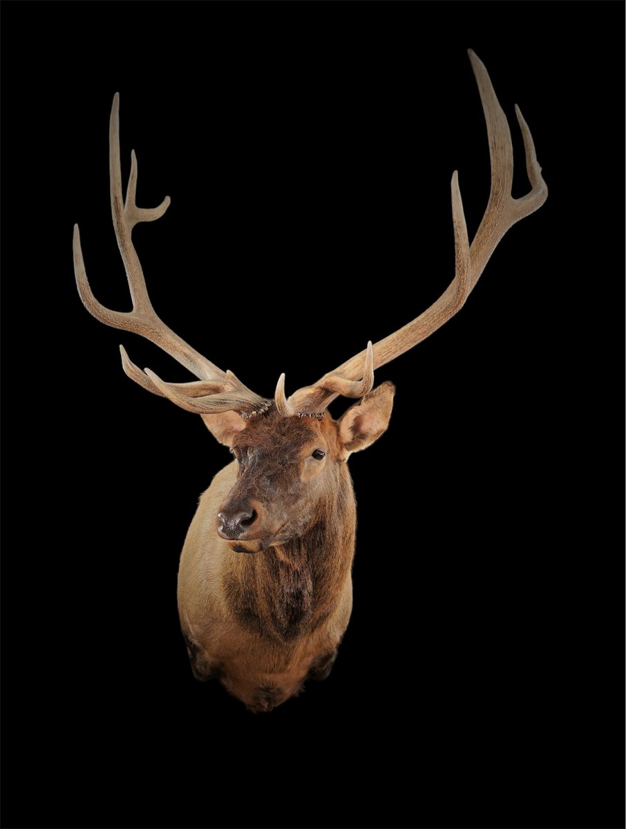 Elk Shoulder Mount