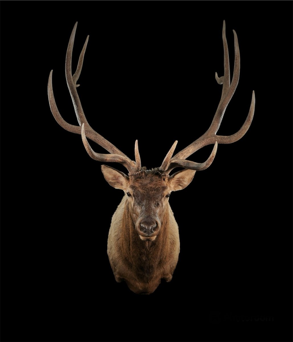 Elk Shoulder Mount