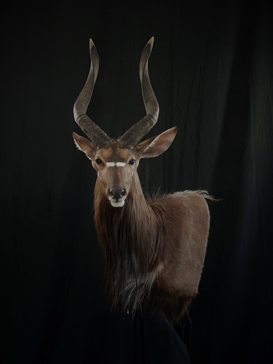 Nyala Wall Pedestal