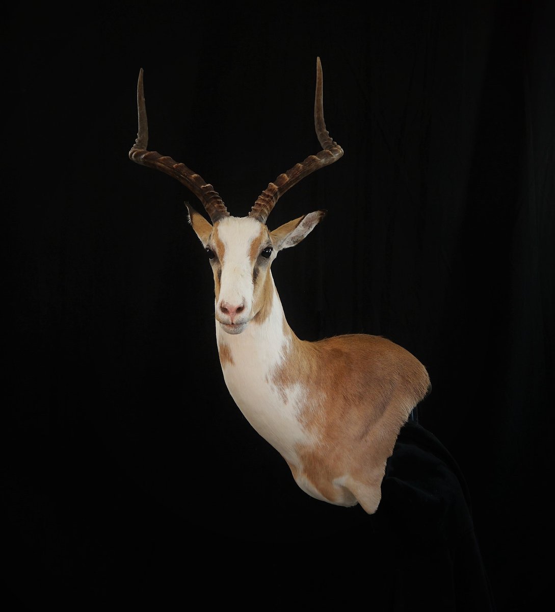 White Impala Wall Pedestal