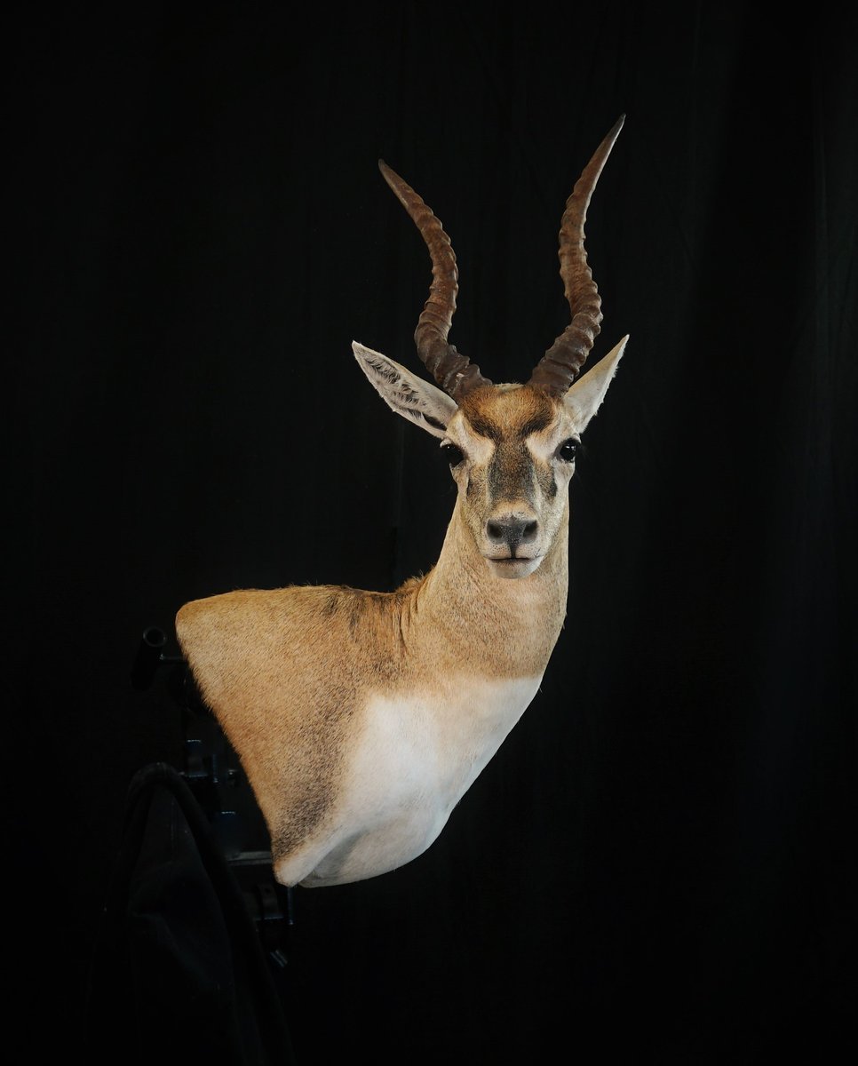 Black Buck Wall Pedestal