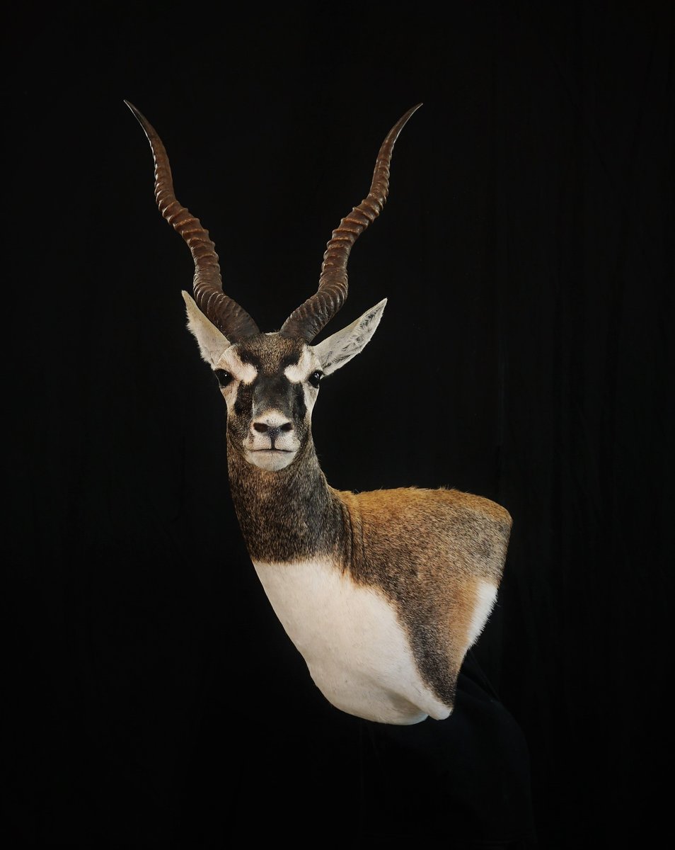 Black Buck Wall Pedestal