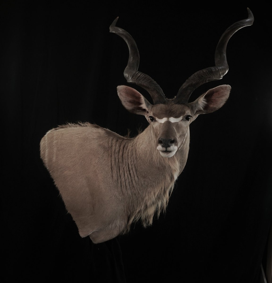 Kudu Wall Pedestal