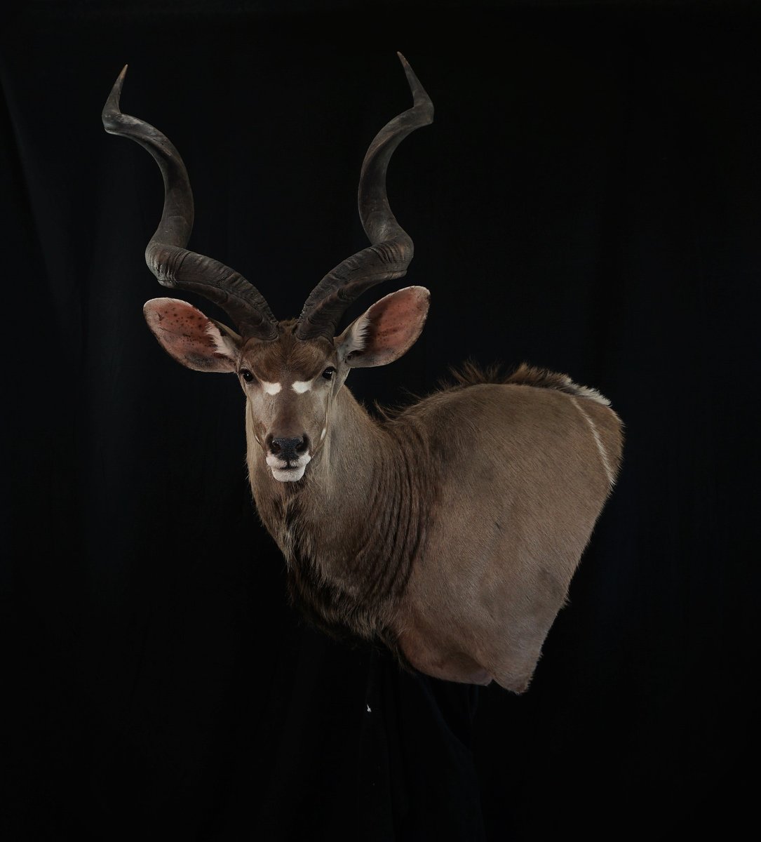 Kudu Wall Pedestal