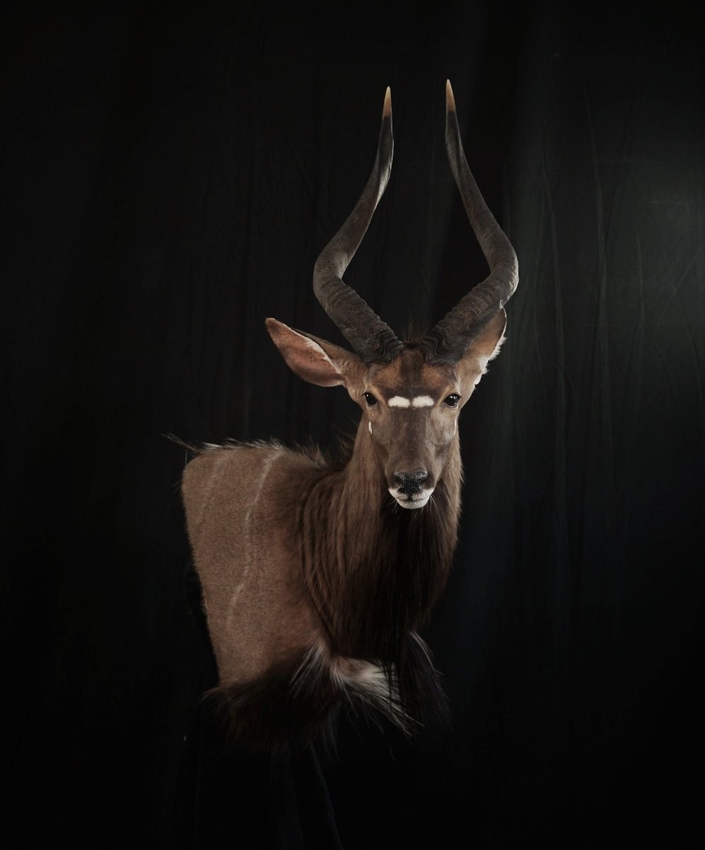 Nyala Wall Pedestal