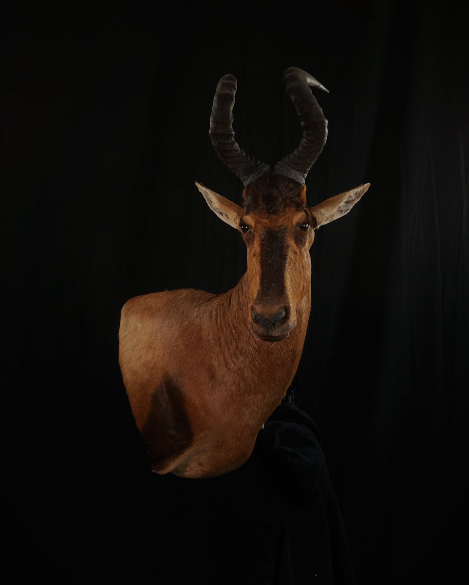 Red Hartebeest Wall Pedestal
