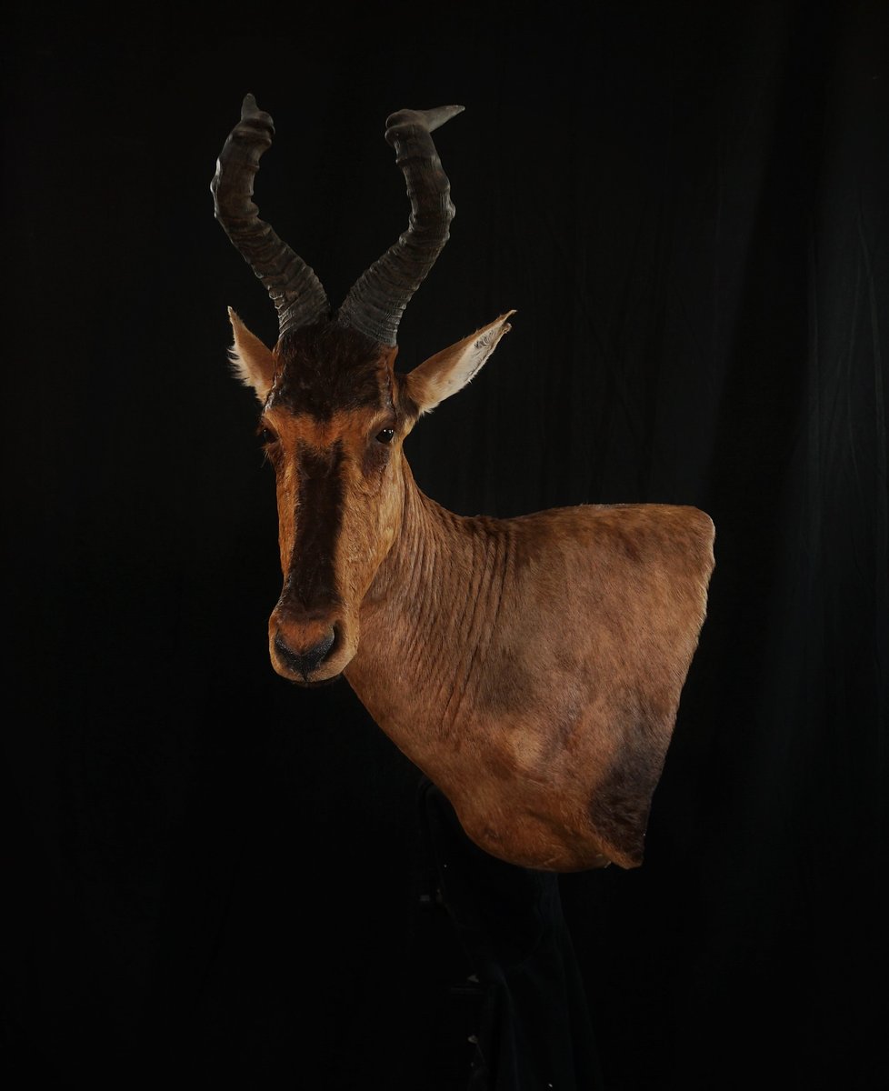 Red Hartebeest Wall Pedestal