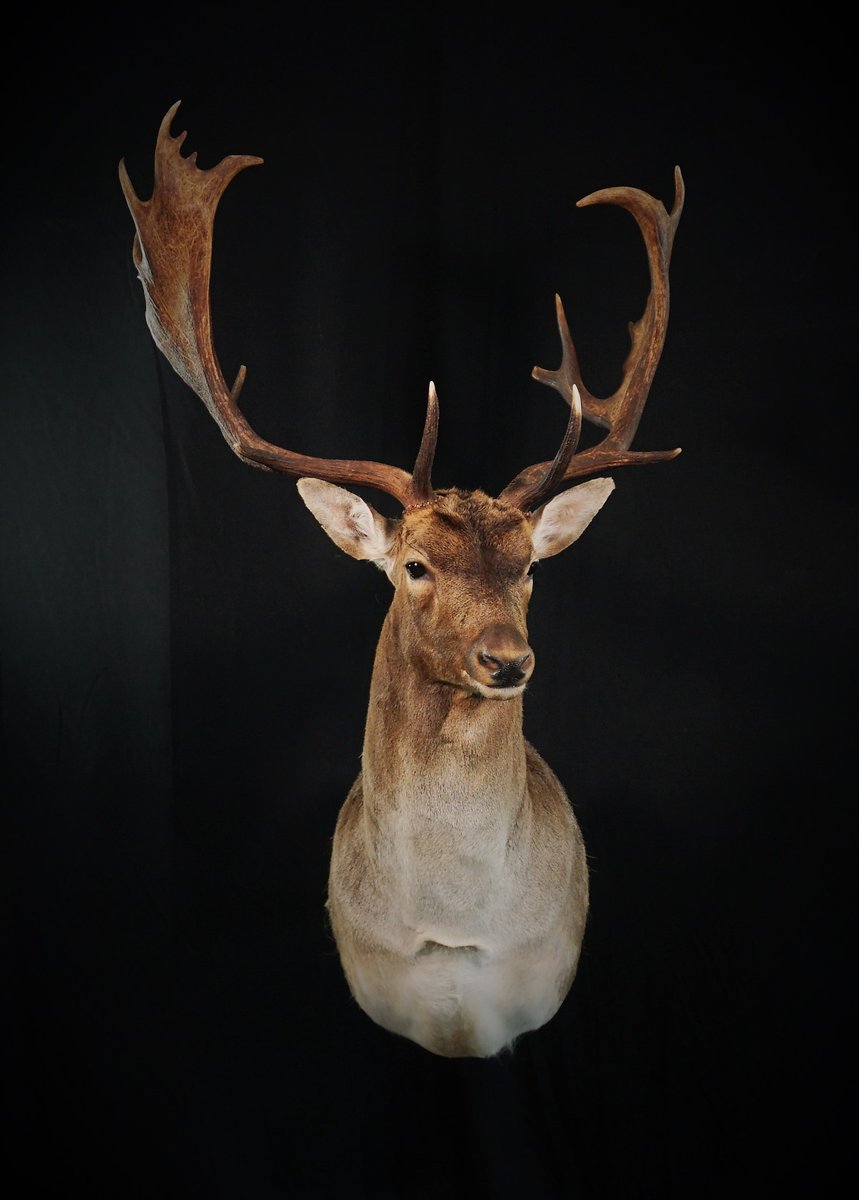Fallow Deer Shoulder Mount