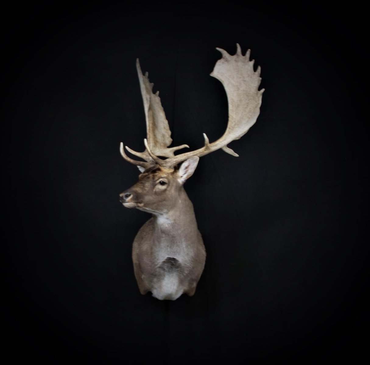 Fallow Shoulder Mount