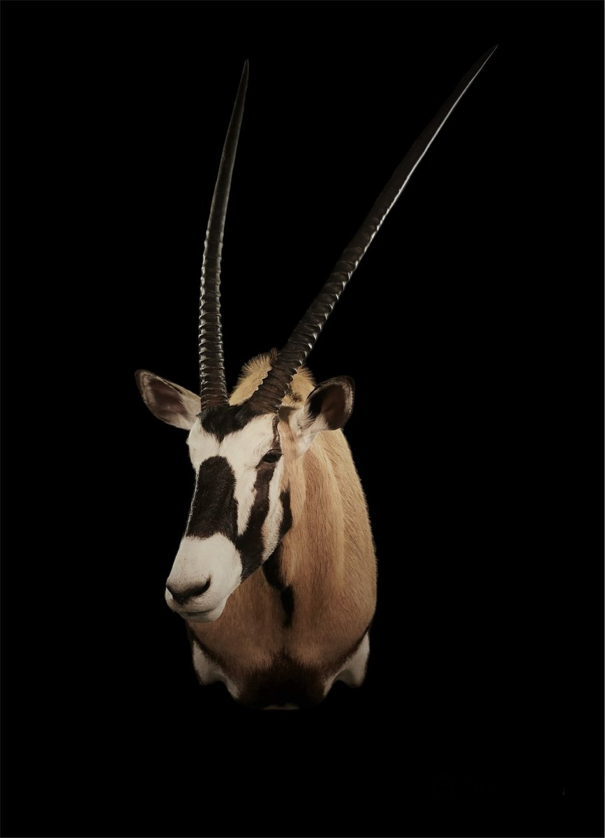 Gemsbok Shoulder Mount