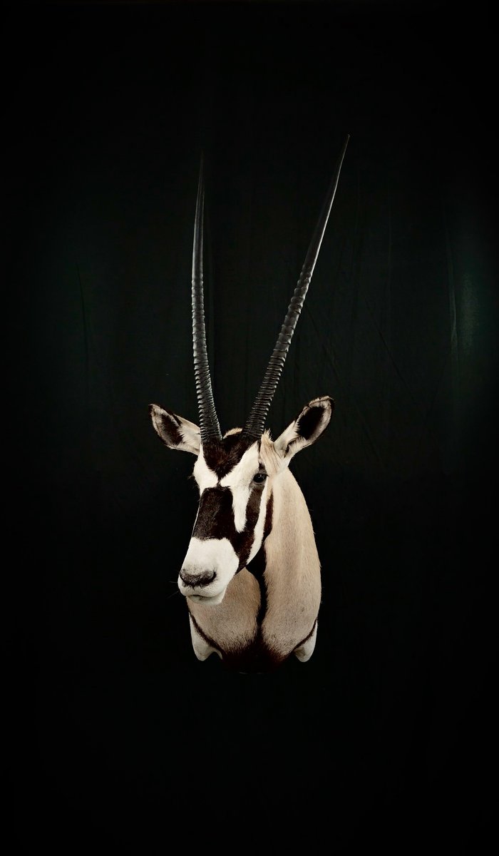 Gemsbok Shoulder Mount