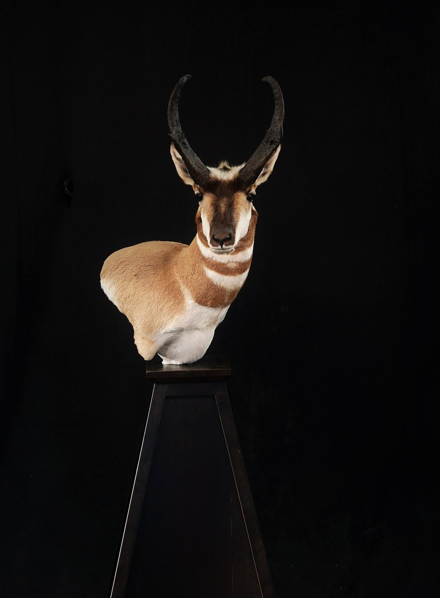 Antelope Pedestal