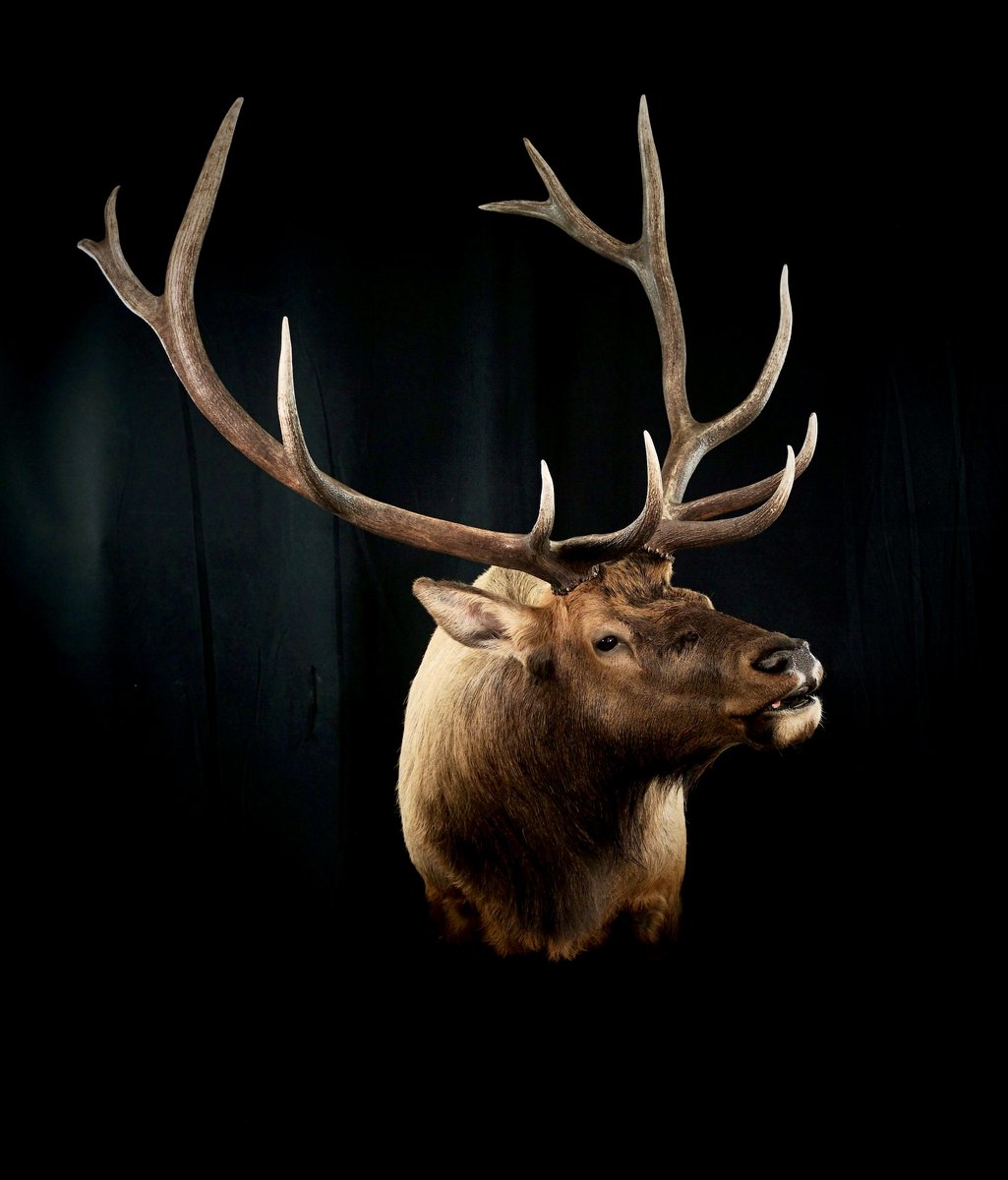 Elk Open Mouth