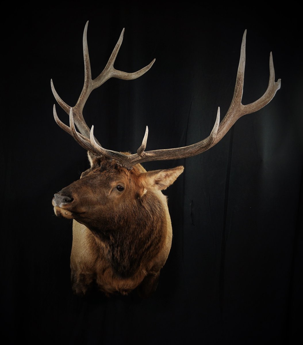 Elk Shoulder Mount