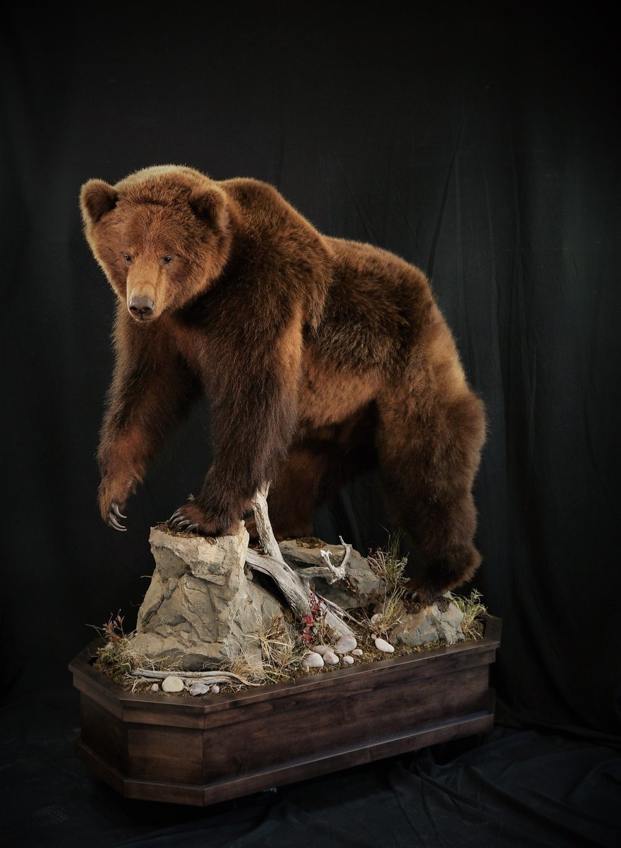 Grizzly Bear Life Size